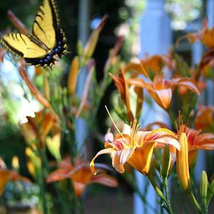 Queen Room Garden View