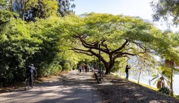 Brisbane City Botanic Gardens
