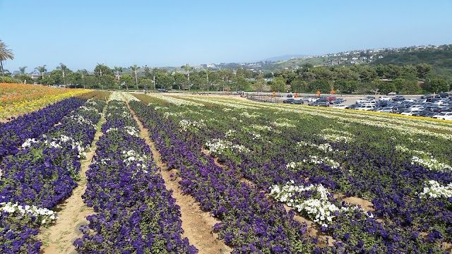 The Flower Fields