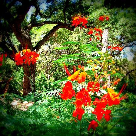 Zilker Botanical Garden
