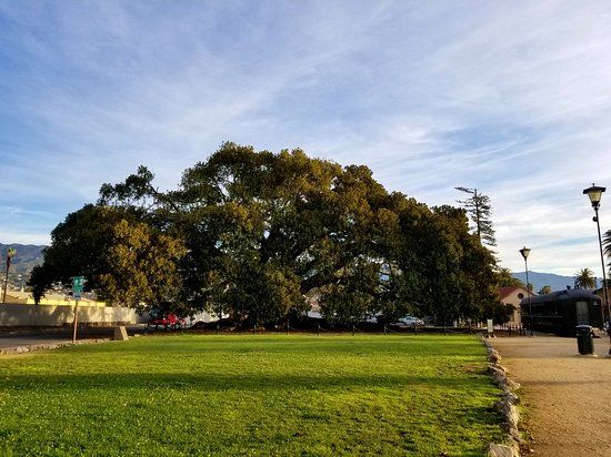 Moreton Bay Fig Tree