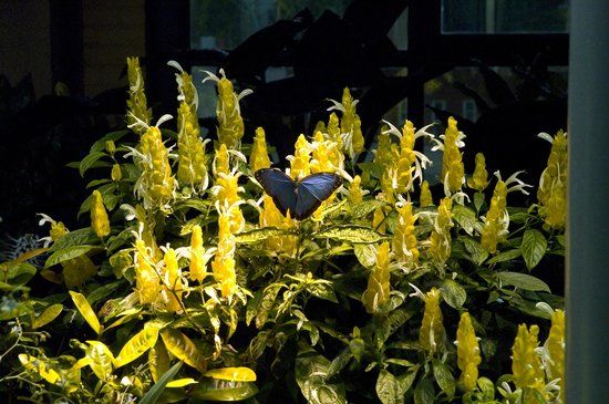 Science Museum of Western Virginia Hopkins Planetarium