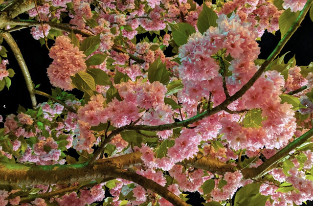 Novare Res Bier Cafe